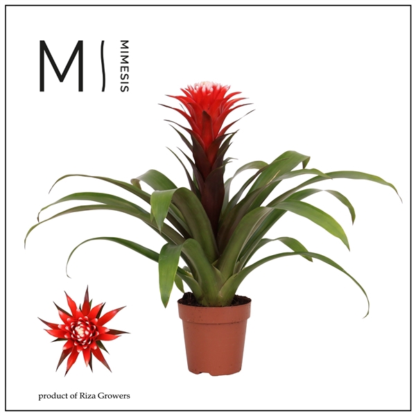 <h4>Mimesis Guzmania Rockyflower Hope - 12 cm</h4>