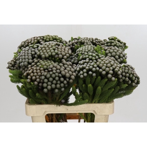 Kaaps Groen Albiflora