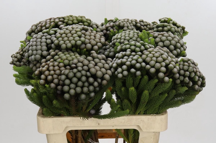 <h4>Kaaps Groen Albiflora</h4>