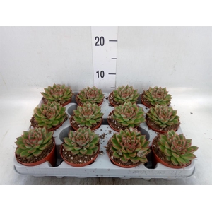 Echeveria   ...