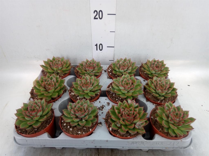 <h4>Echeveria   ...</h4>