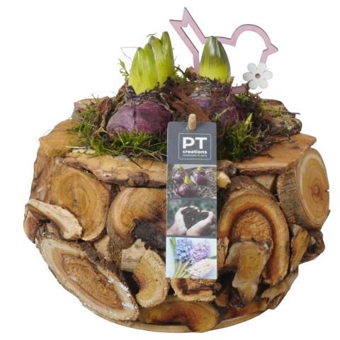 <h4>PTHC9180 Arrangement Hyacints in hout pot</h4>