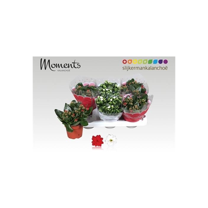 <h4>Kal Ge Gem 2 Kl</h4>