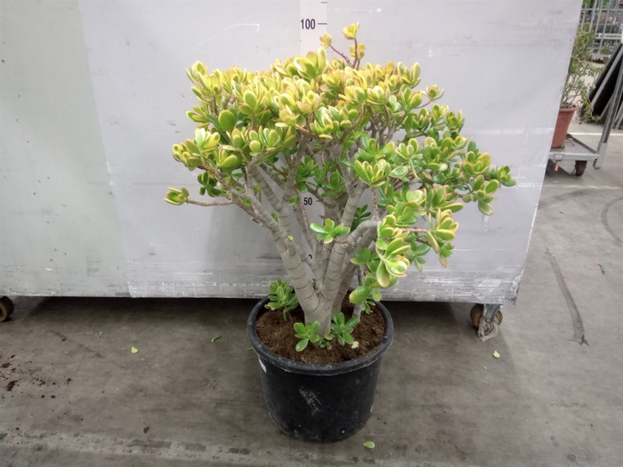 <h4>Crassula ovata 'Sunset'</h4>