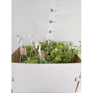 Hedera helix 'Goldchild'