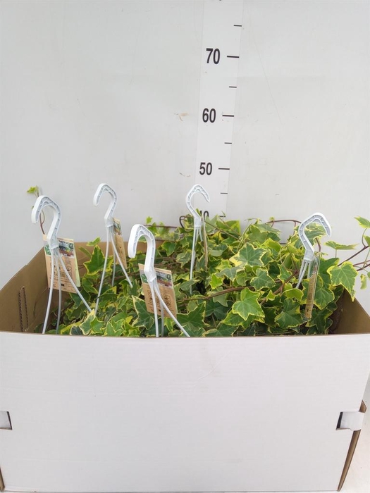 <h4>Hedera helix 'Goldchild'</h4>