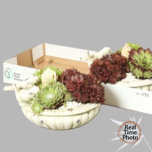 ARR SEMPERVIVUM