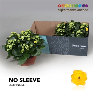 Kalanchoe No Sleeve - Yellow