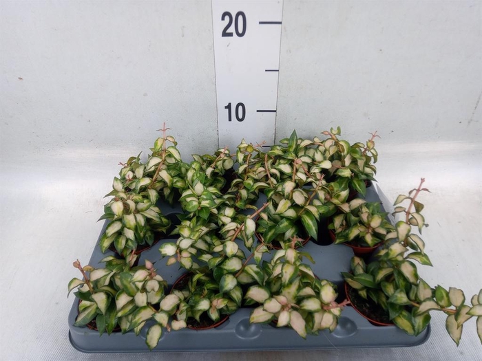 <h4>Hoya lacunosa</h4>