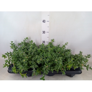 Delosperma echinatum