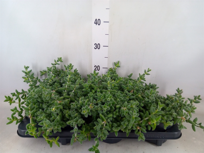<h4>Delosperma echinatum</h4>
