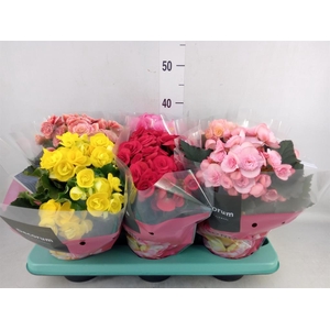 Begonia elat. DU   ...mix