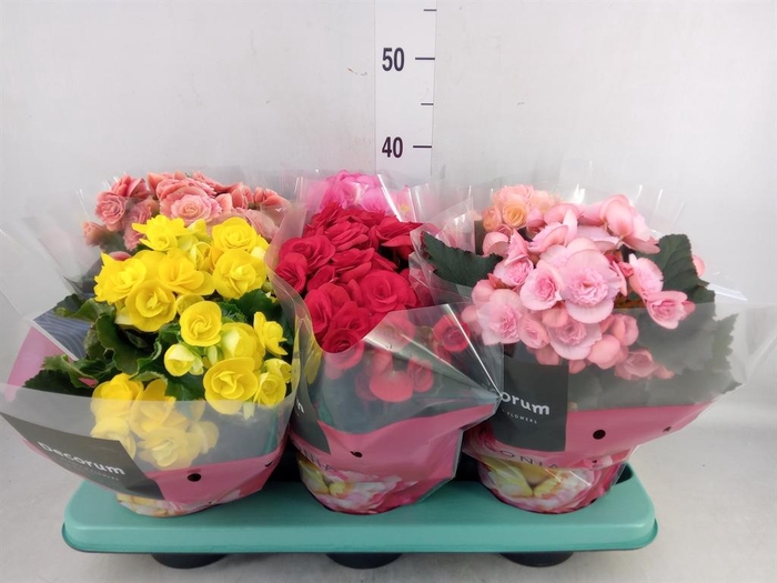 <h4>Begonia elat. DU ...mix</h4>