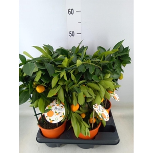 Citrofortunella mic.