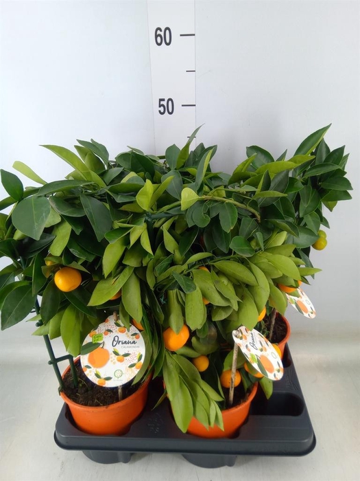 <h4>Citrofortunella mic.</h4>