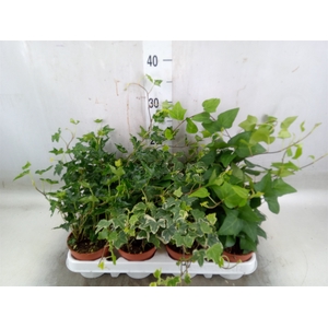 Hedera   ...mix