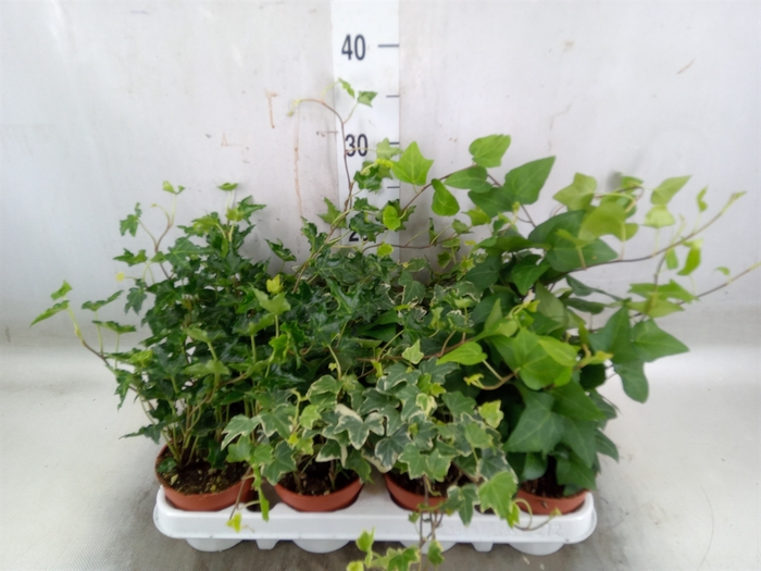 <h4>Hedera   ...mix</h4>