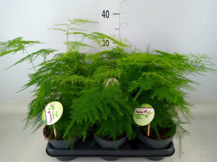 <h4>Asparagus setaceus</h4>