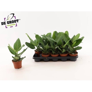 FICUS BENG AUDREY