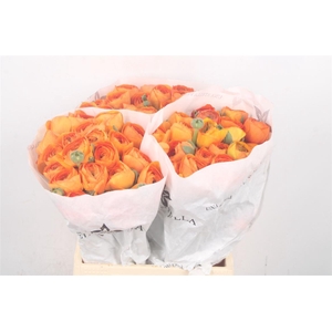 Ran Su Lambada Dark Orange