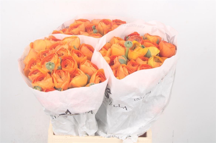 <h4>Ran Su Lambada Dark Orange</h4>