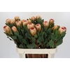 Protea Grandicolor
