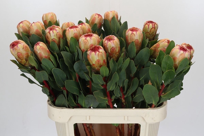 <h4>Protea Grandicolor</h4>