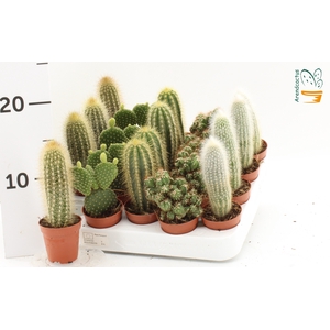 CACTUS GEM