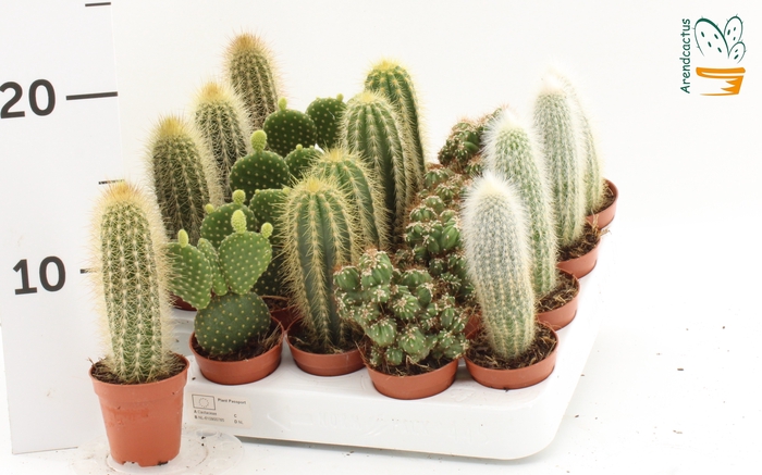 <h4>CACTUS GEM</h4>