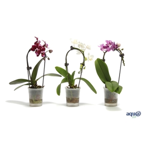 Phal Tiny Dolls Cascade Mix 1T7+ Aqu@