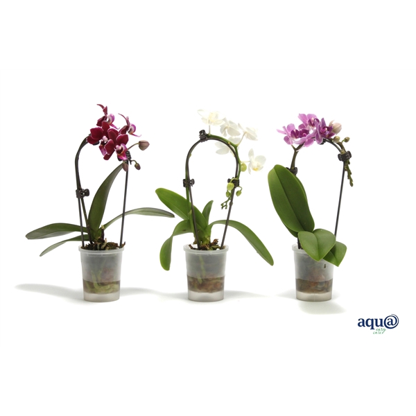 <h4>Phal Tiny Dolls Cascade Mix 1T7+ Aqu@</h4>