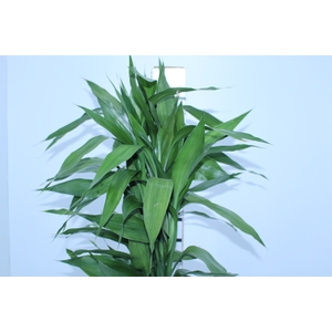 FOLH DRAC SANDERIANA 070 CM
