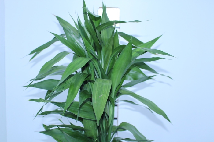 FOLH DRAC SANDERIANA 070 CM