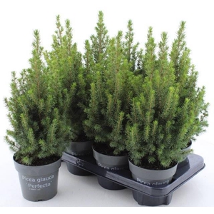 PICEA GL PERFECTA