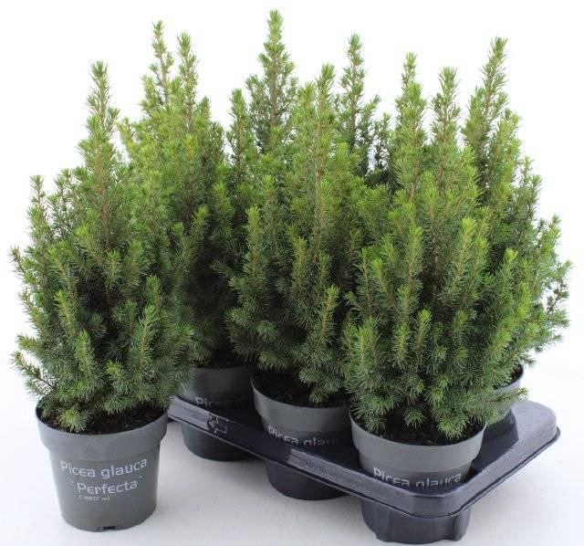 <h4>PICEA GL PERFECTA</h4>