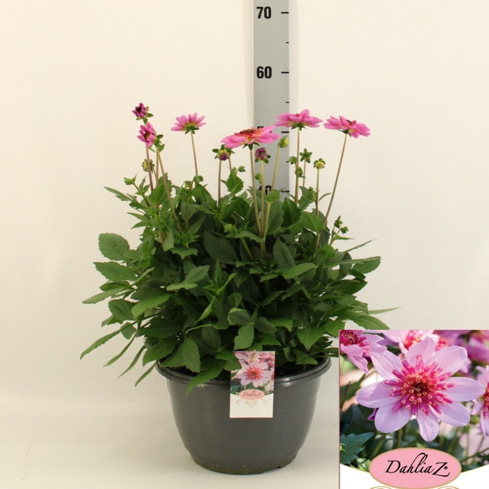 <h4>DAHL D M STARBU PINK</h4>