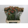 Scabiosa Focal Popsicle