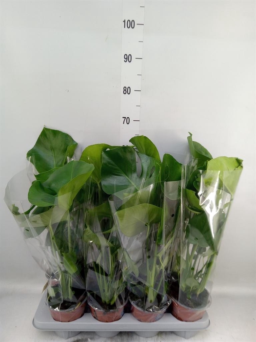 <h4>Monstera delic.</h4>