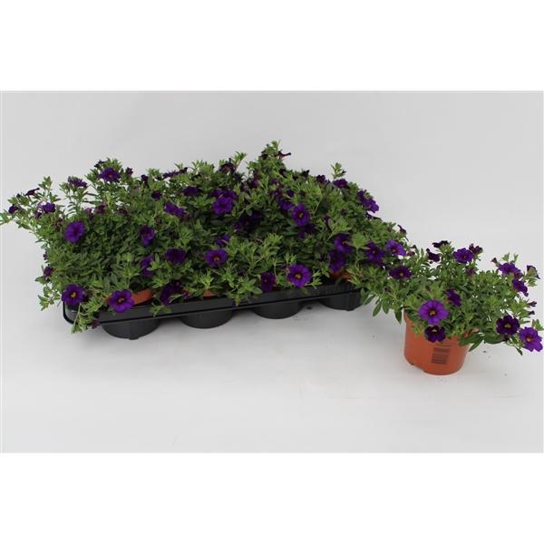 <h4>Calibrachoa Minifamous Dark Blue</h4>