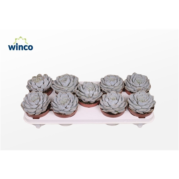 <h4>Echeveria Rinionii</h4>