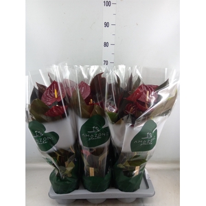 Anthurium andr. 'Delicata'