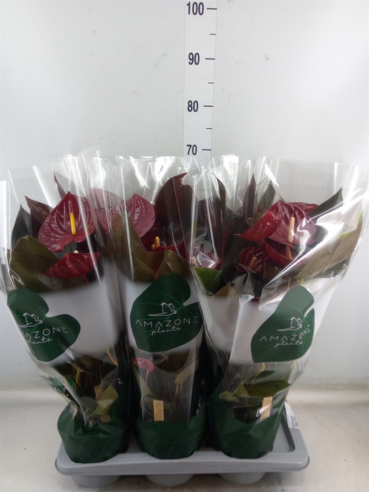 <h4>Anthurium andr. 'Delicata'</h4>