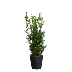 Buxus sempervirens Bos c5 70-80 haag