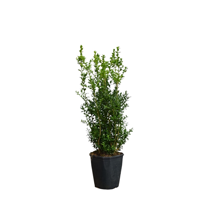 <h4>Buxus sempervirens Bos c5 haag</h4>