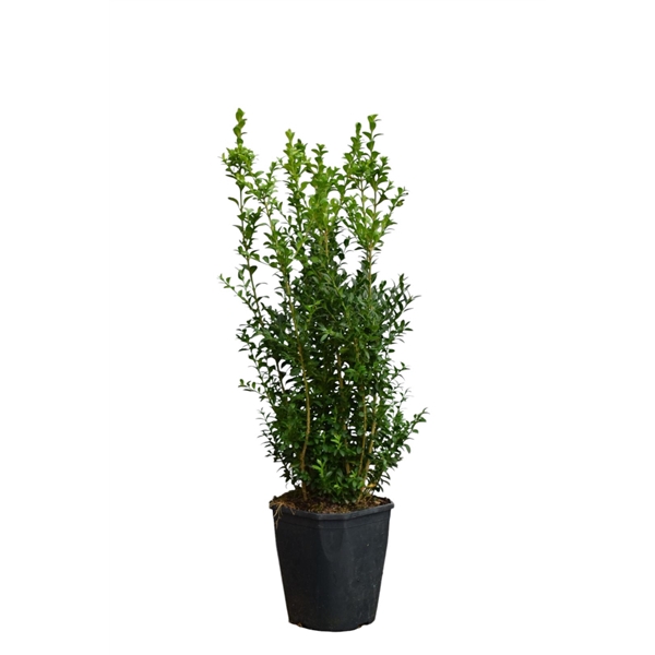 <h4>Buxus sempervirens Bos c5 70-80 haag</h4>