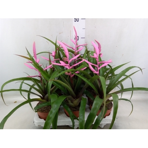 Tillandsia  'Andreas'