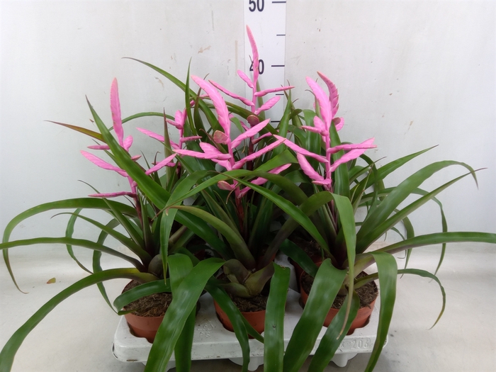 <h4>Tillandsia  'Andreas'</h4>
