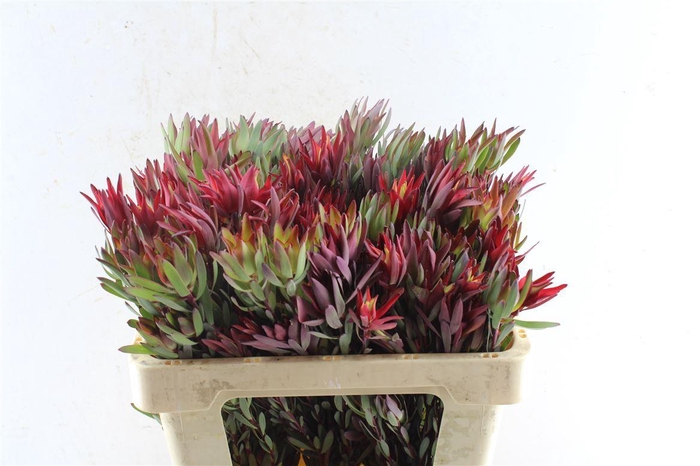 <h4>Leucad Sal Blush Ex</h4>