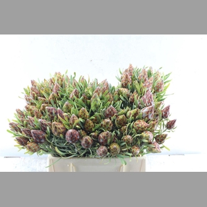 Kaaps Plumosum Spray