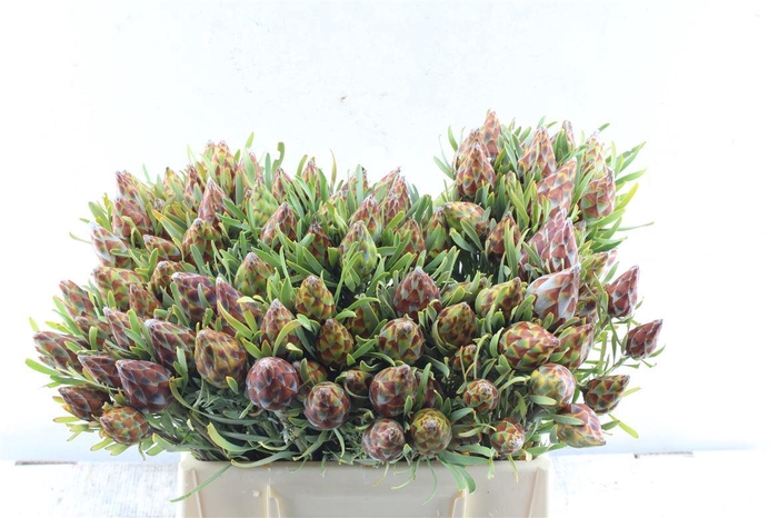 <h4>Kaaps Plumosum Spray</h4>